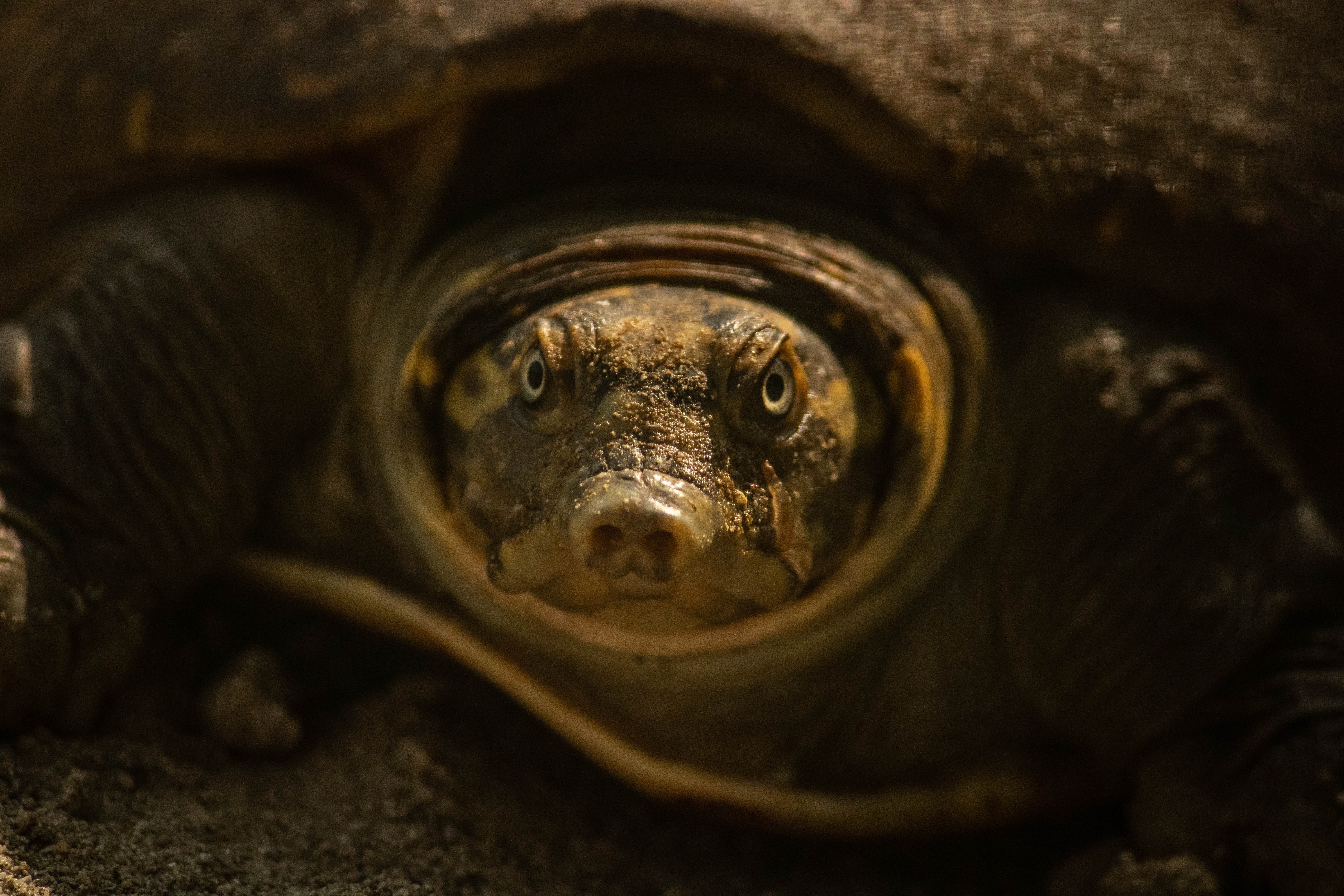 Indian Flapshell Turtle